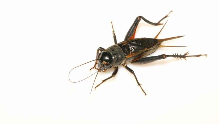 11 Common Closet Pests - An Identification Guide