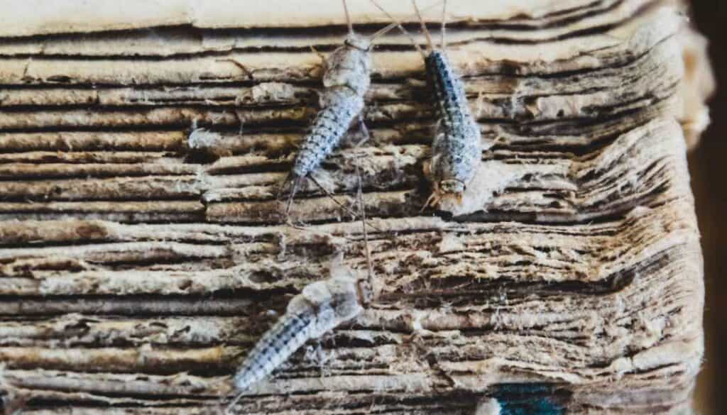 how many silverfish is an infestation