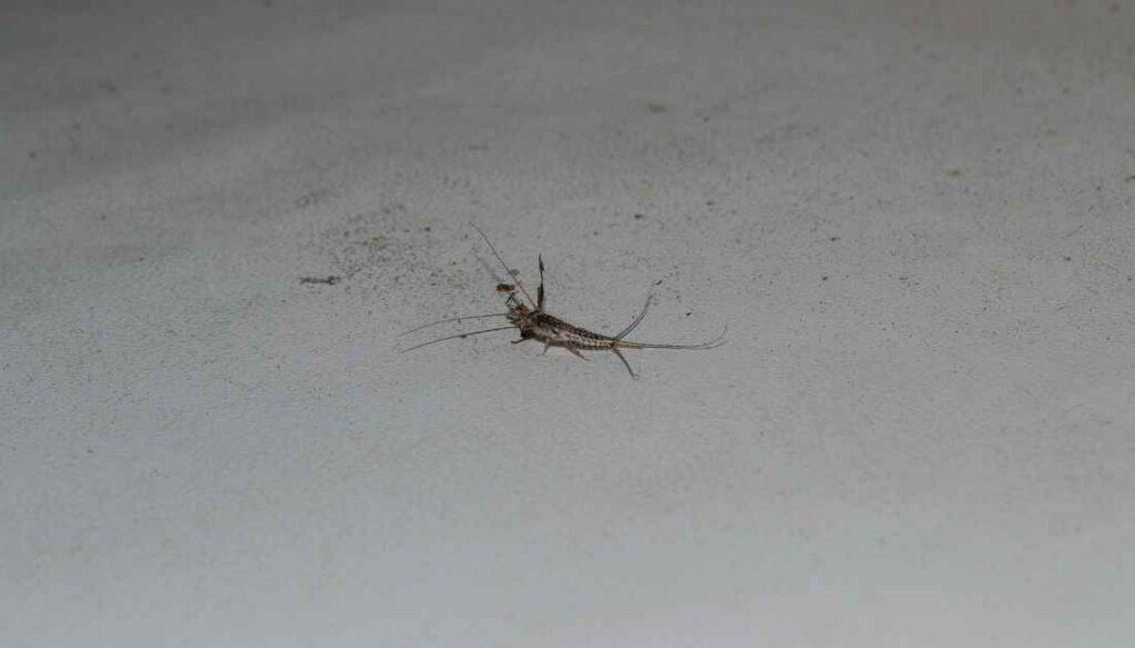 Preventing and managing silverfish