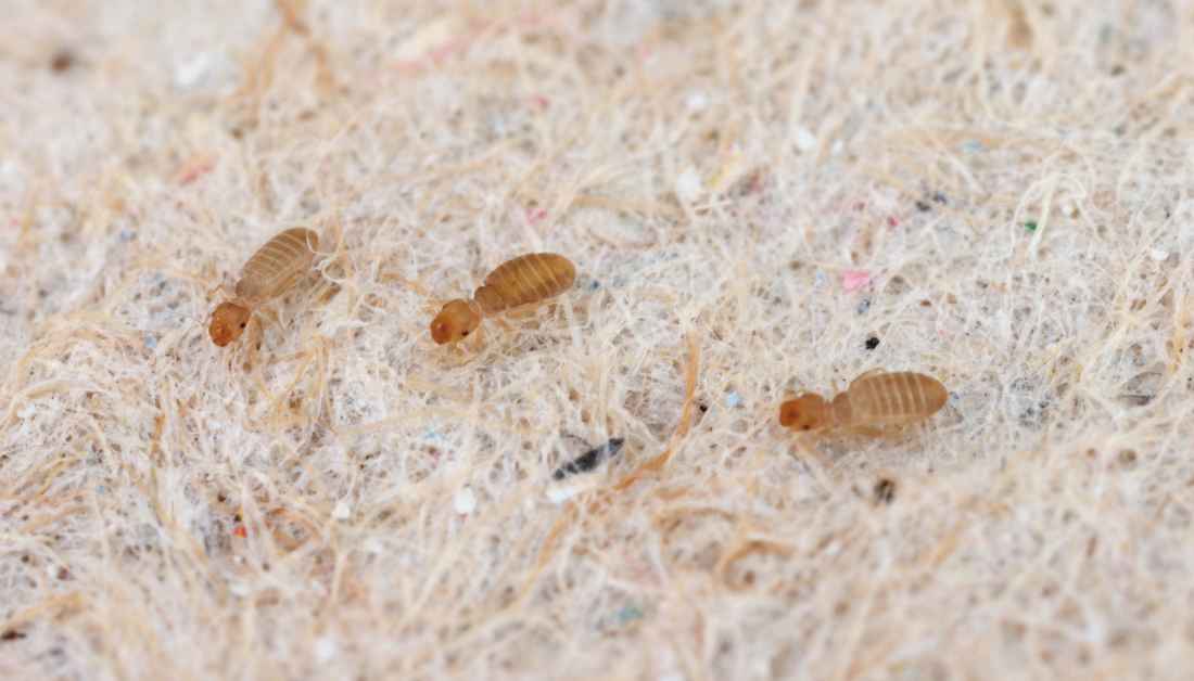 11 Common Closet Pests - An Identification Guide